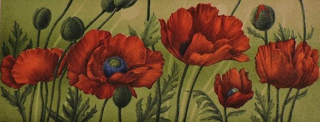 Papaver