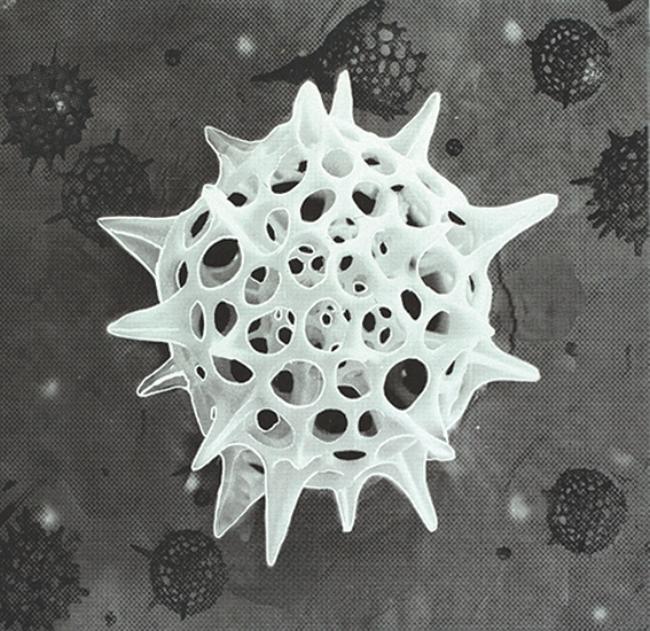 Radiolaria 2