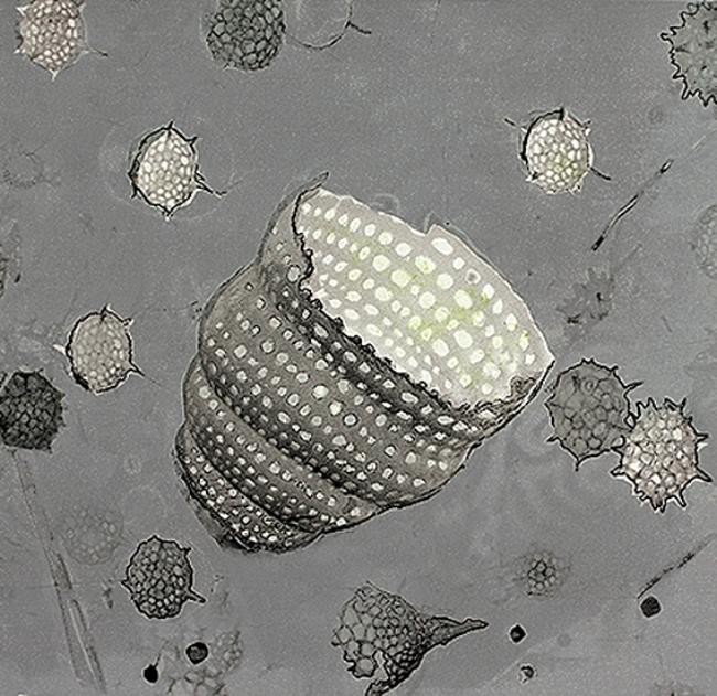 Radiolaria 17