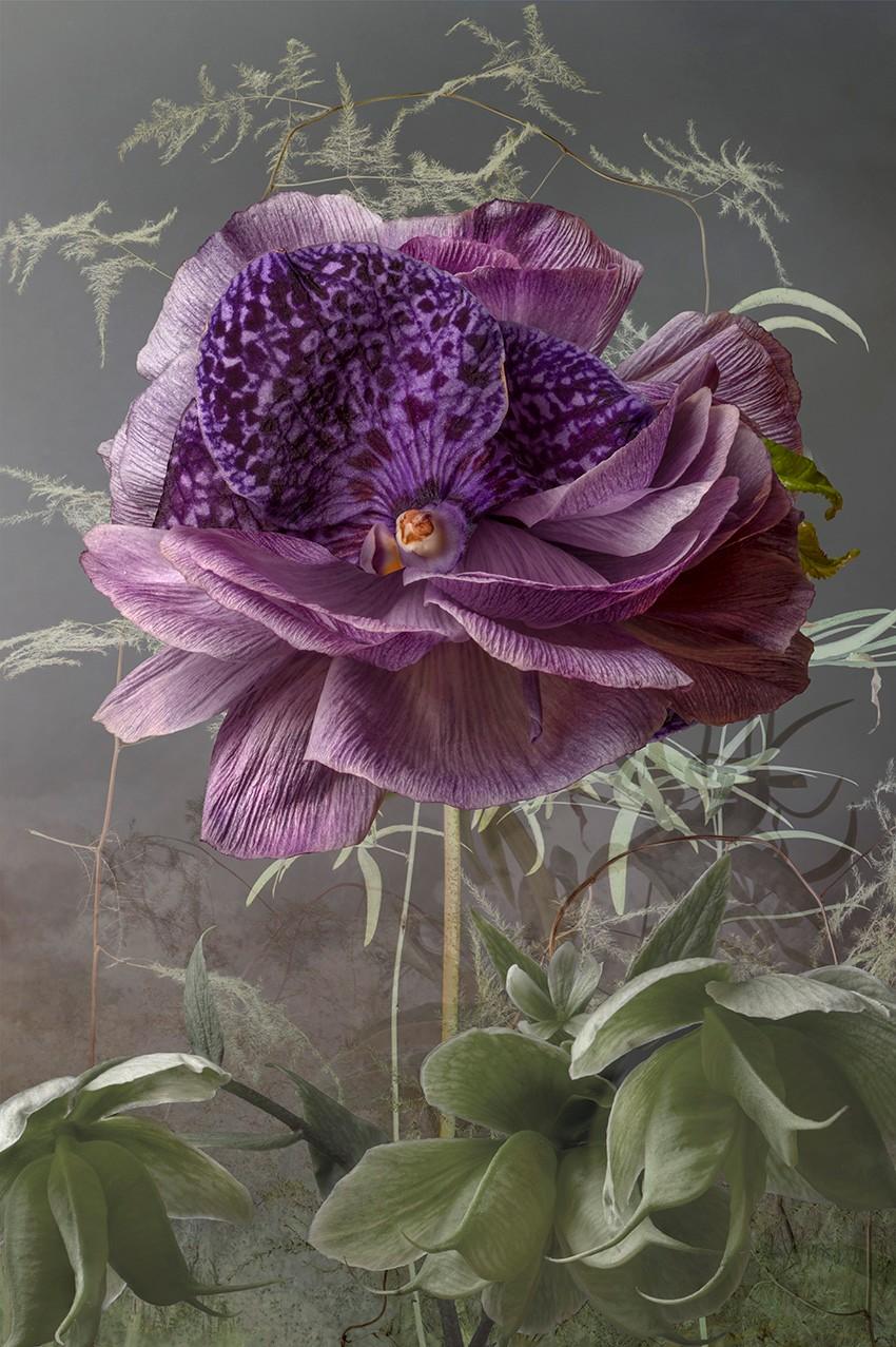 Allograft Anemoneorkide