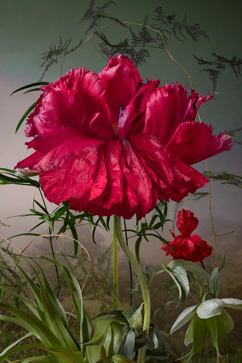 Allograft Valmuetulipan