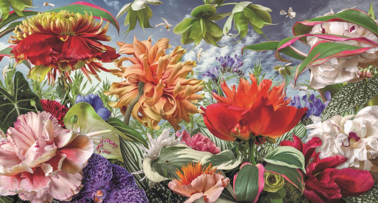 Allograft landscape I