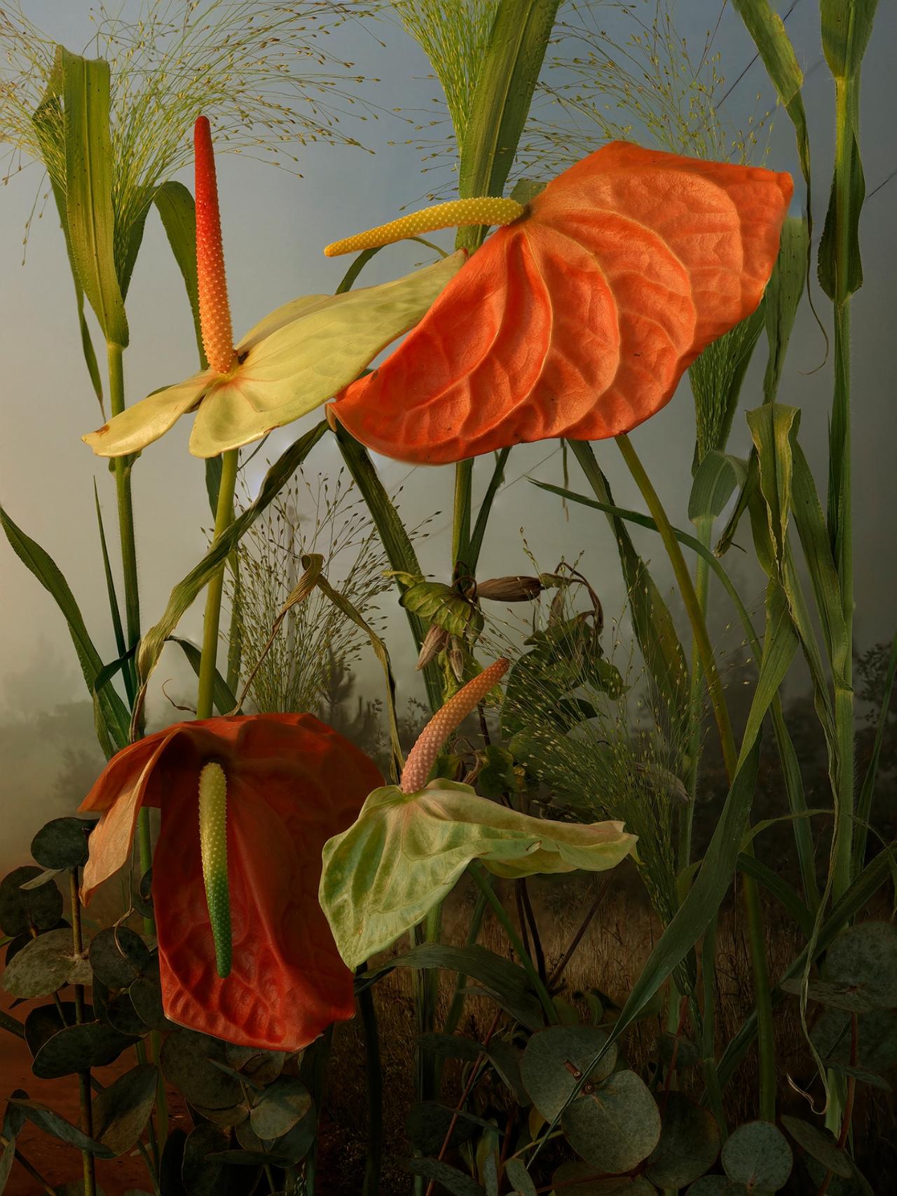 Anthurium Andraenum