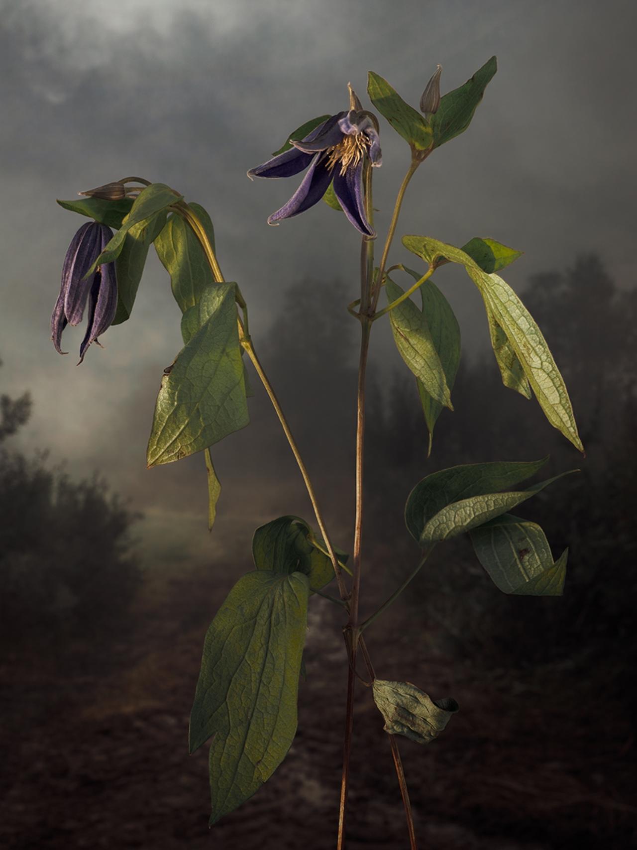 Clematis Integrifolia