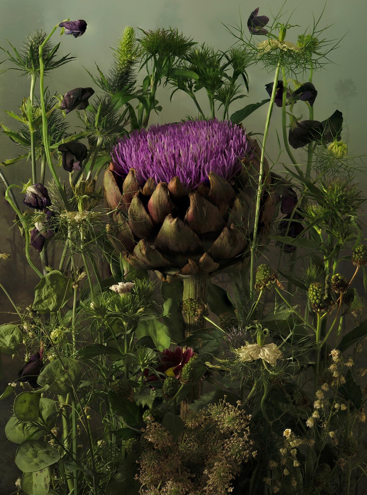 Cynara Scolymus