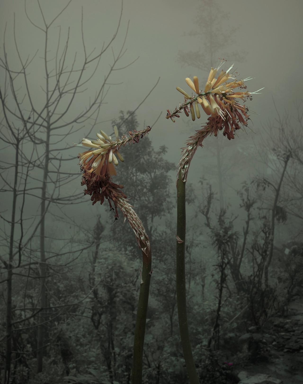 Kniphofia Uvaria II