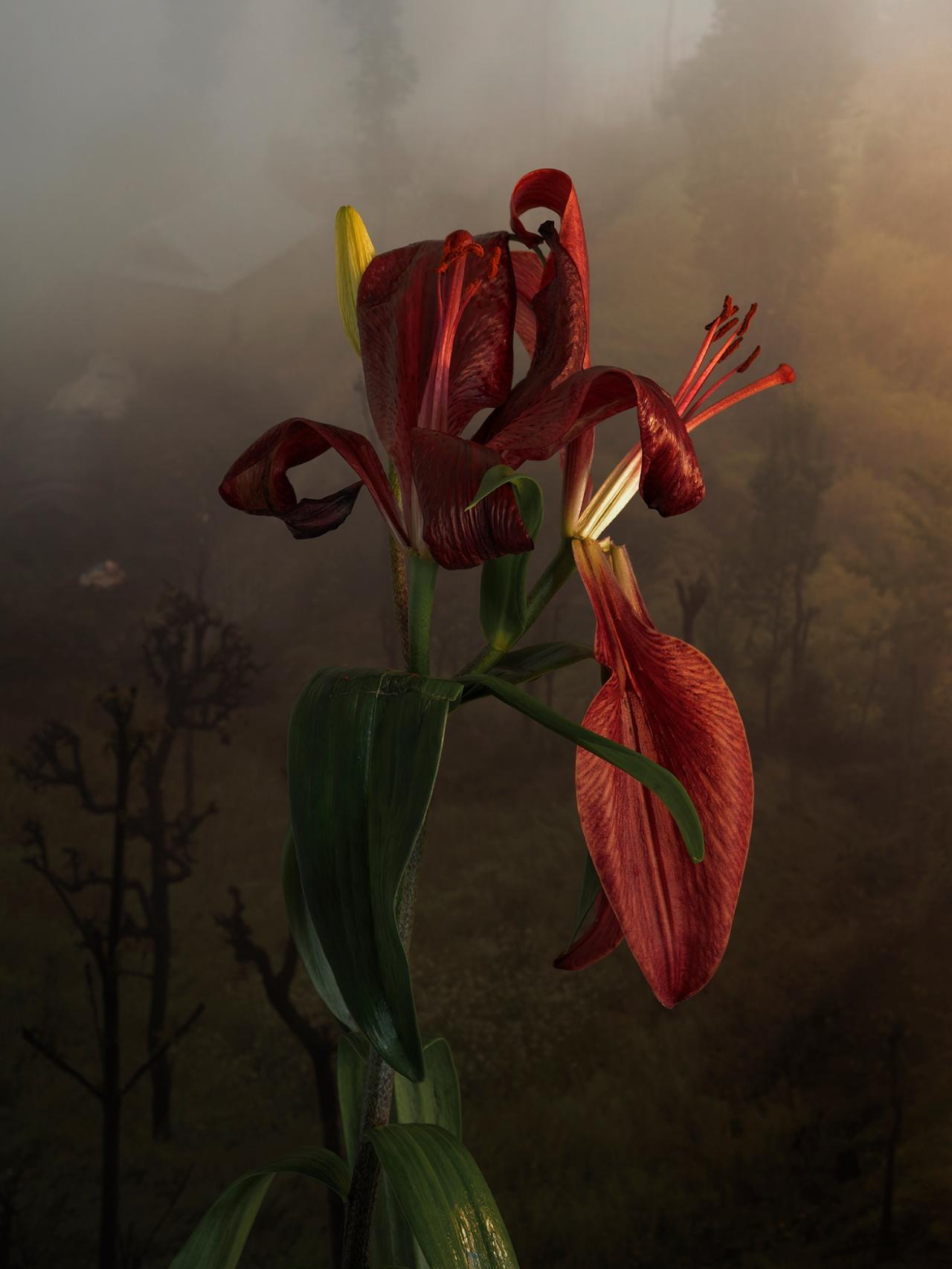 Red Lilium