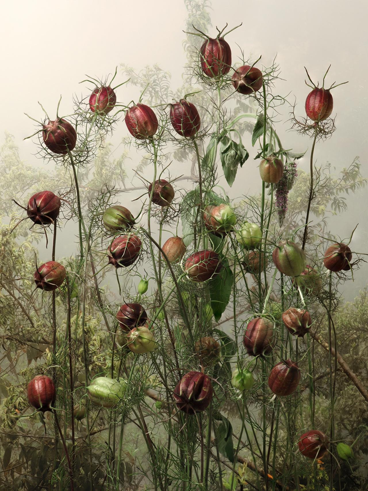 Nigella Damascena