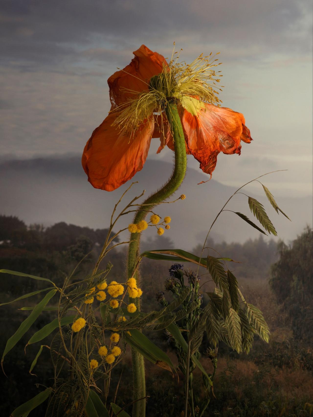 Papaver Nudicale