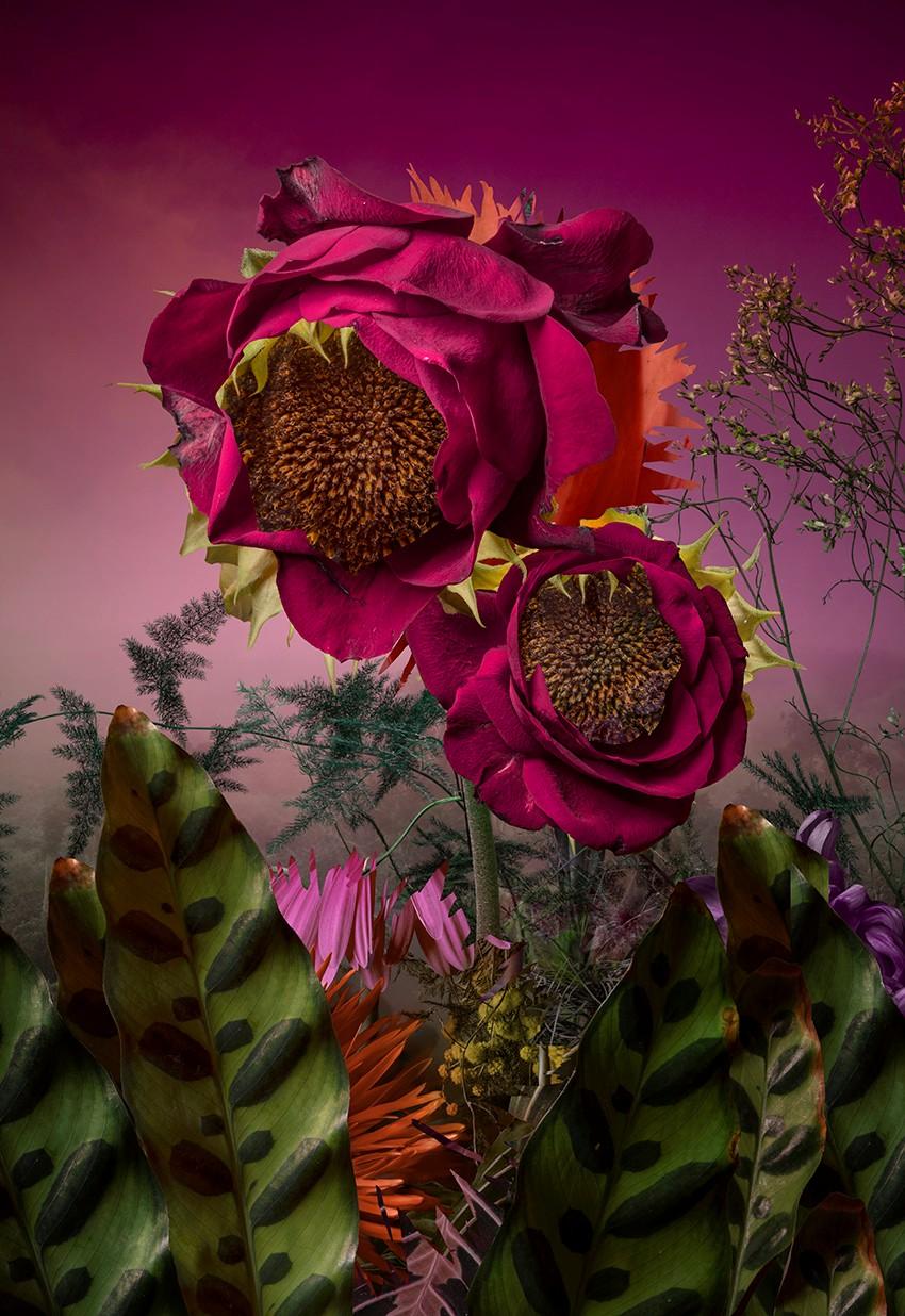 Allograft Solsikkeroser