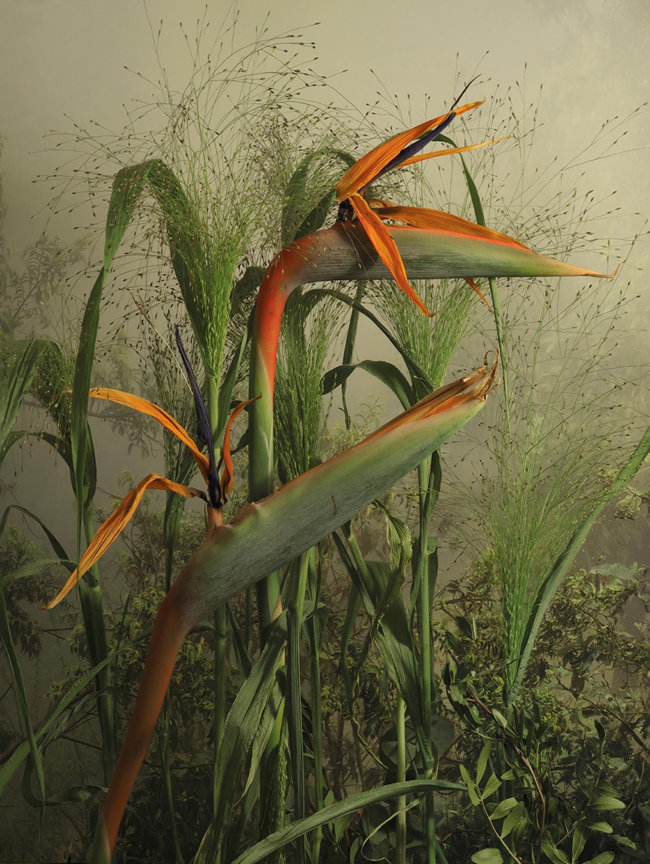 Strelizia Reginae