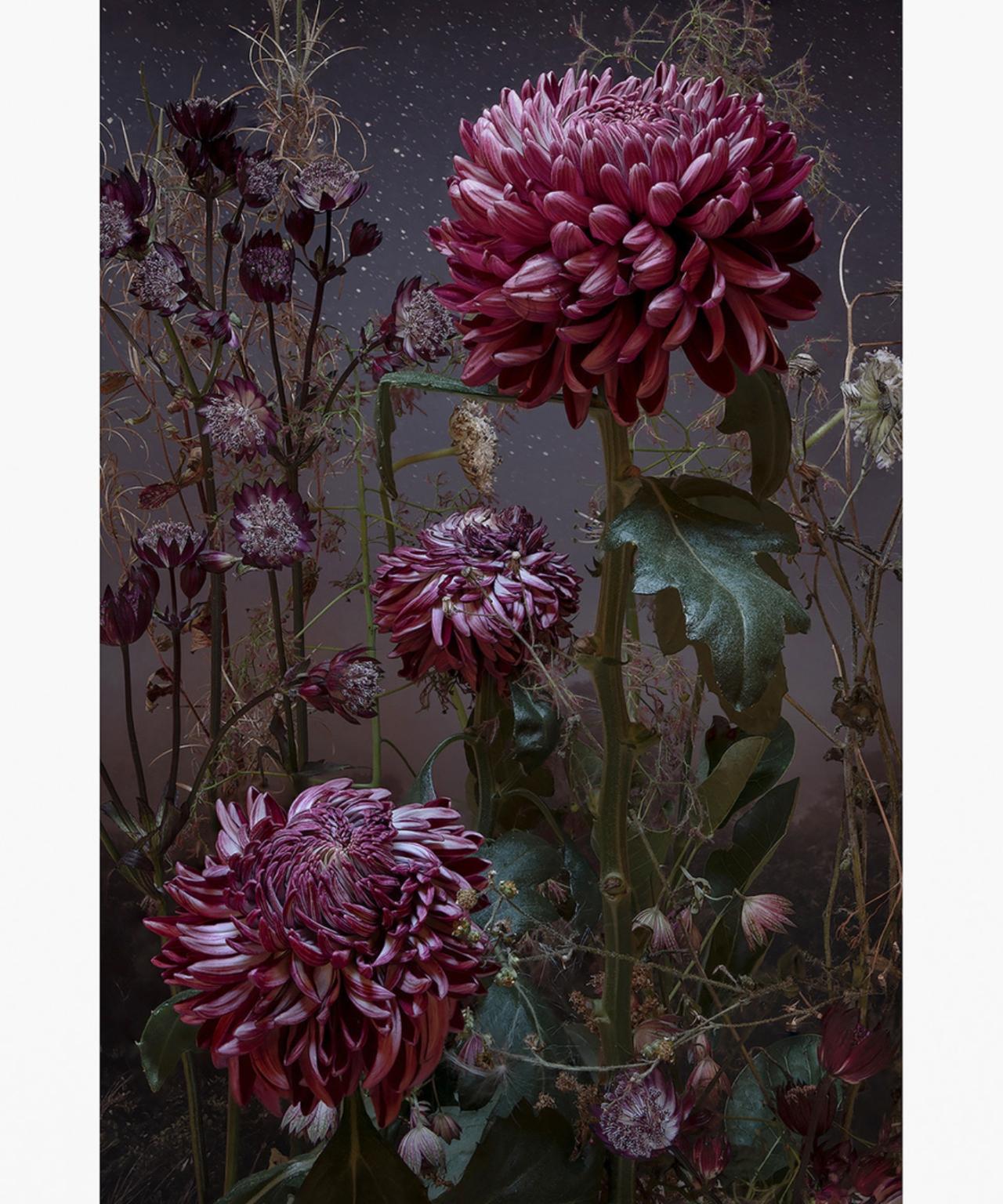 Violet Dahlia