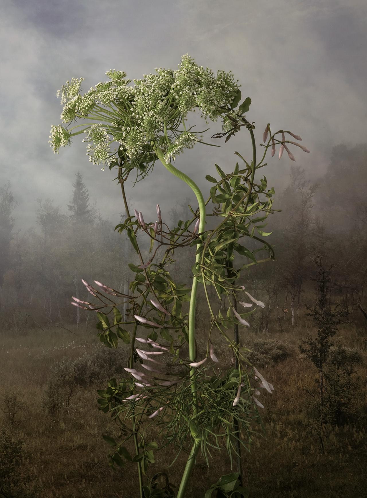 Daucus Carota